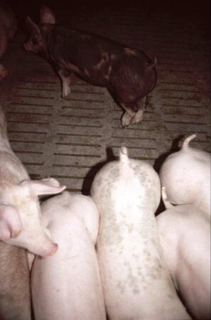 Fotografie: Stallsystem, Mastschwein, Vollspaltenboden
