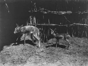 Antilope : Antilope mit ihrem Jungen