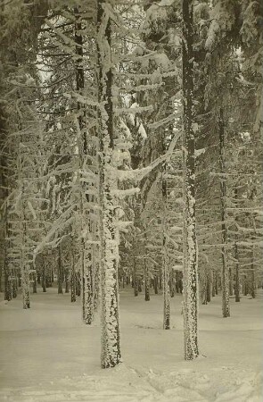 Winter im Erzgebirge. Verschneites Unterholz bei Georgenfeld
