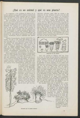 ¿Qué es un animal y qué es una planta?