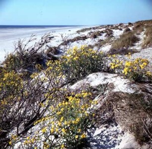 Insel Farö, Strand : Schweden. Insel Farö. Weiter Strand für noch viele Gäste (Frühling)