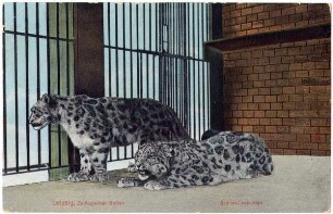 Leipzig, Zoologischer Garten : Schnee-Leoparden