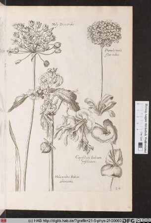 [Zierlauch, Primel und andere Blüten]