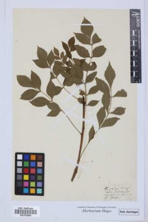 Fraxinus