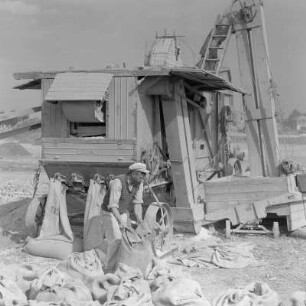 Auf dem Druschplatz der Landwirtschaftlichen Produktionsgenossenschaft „Georgi Dimitroff“ in Razhevo Konare