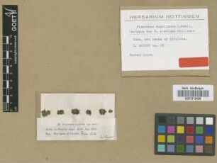 Fissidens clavipes Sull. [isotype]