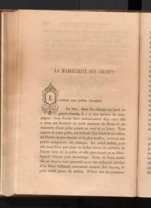 La Marguerite Des Champs.