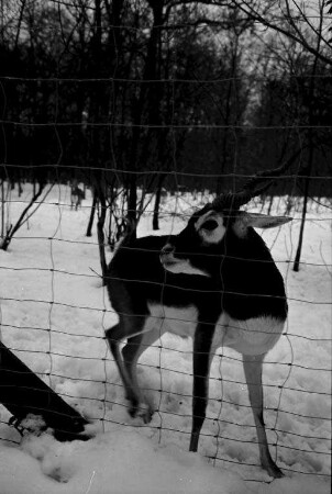 Karlsruher Zootiere im Umgang mit dem Schnee