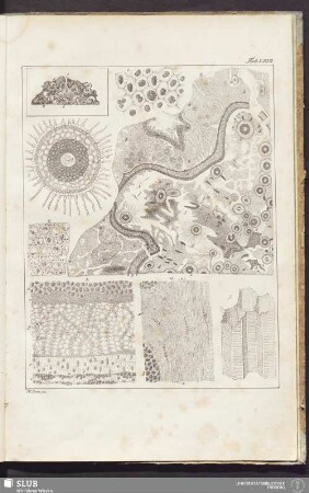 Tab. LXVII