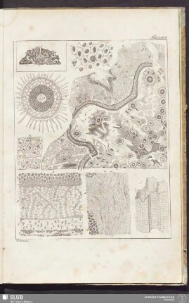Tab. LXVII