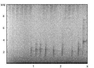 Amsel | Turdus merula - Ruf