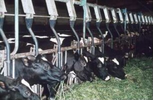 Fotografie: Fütterungstechnik, Kraftfutter, Fressgitter, Trockenfütterungsanlage