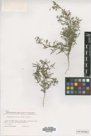Indigofera colutea (Burm.f.)Merr.