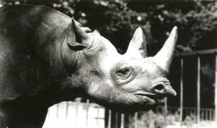 Dresden. Zoologischer Garten. Spitzmaulnashorn (Diceros bicornis)