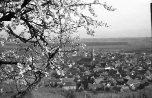 Ihringen: Blühender Kirschbaum und Blick auf den Ort