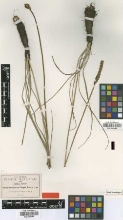 Schoenocaulon pringlei Greenm. [type]
