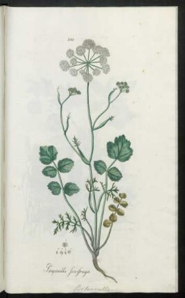 355. Pimpinella saxifraga