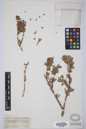Zygophyllum fontanesii Webb & Berth.