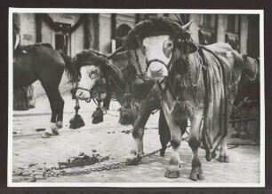 1900 Jahrfeier der Hermannsschlacht, Festzug, Bild 22. Detmold. Hiddesen. Papierabzug. Abzüge von Glassplattennegative