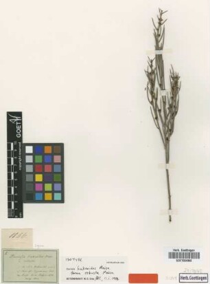 Daviesia hakeoides Meisn. forma Meisn. robusta[isotype]