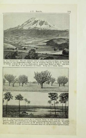Auf den trockenen Llanos