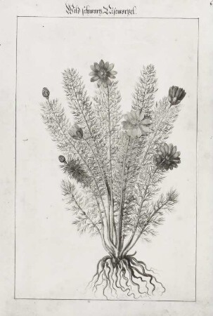 Wild schartz Nisewortzel, Seite 63