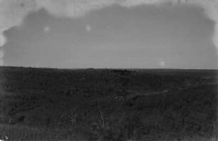 Pinienwälder : Pinienwälder auf einer Hochfläche in Nordparaná.