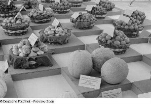Ausstellung von verschiedenem Gemüse und Obst