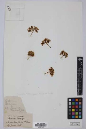Aeonium holochrysum Webb & Berth.