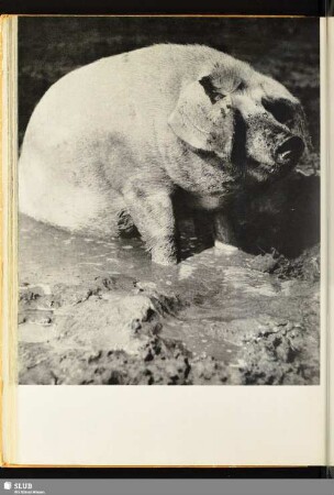 [Ein Schwein]