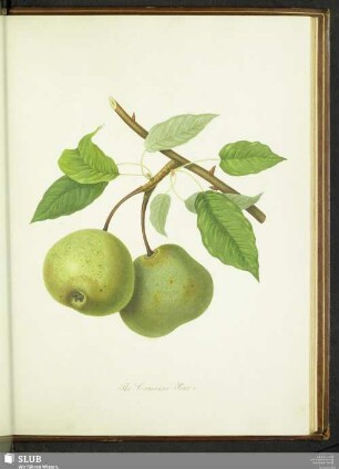 The Crasanne Pear