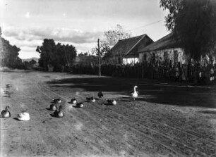 Dorfstraße mit Gänsen : Gänse auf einer Dorfstraße