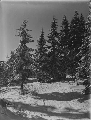 Winterwald : Skispur durch den Winterwald am Spitzberg
