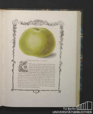 Hoskreiger Apple.
