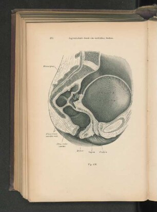 Fig. 408. Sagittalschnitt durch ein weibliches Becken.