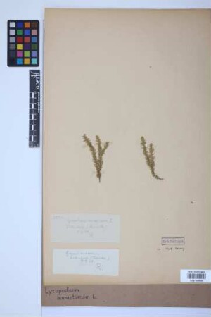 Lycopodium annotinum annotinum L.