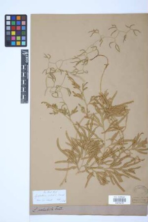 Lycopodium volubile G. Forst.