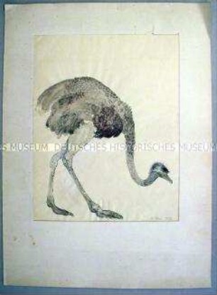 Strauß