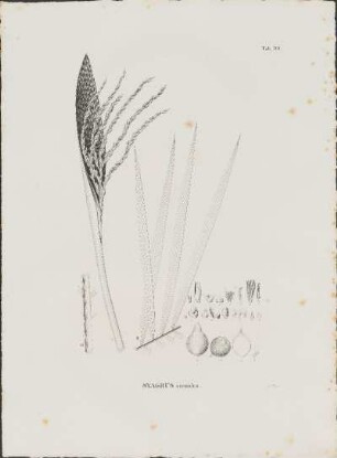 Tab. 90. Syagrus cocoides.