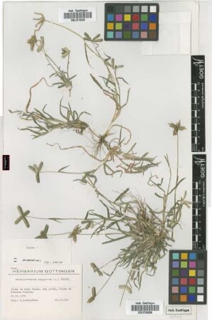 Dactyloctenium aegyptium (L.) Willd.