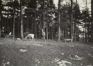 Wildgehege Moritzburg. Wildfütterung. Rot- und Damhirsche