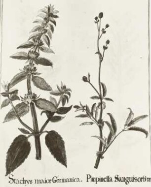 Plantae singulares horti electoralis Brandenburgici :Coloniensis: "Stachys maior Germanica" Wollziest - Stachys germanica I. "Pimpinella Sanguiorbama" Großer Wiesenknopf - Sanguisorba officinalis