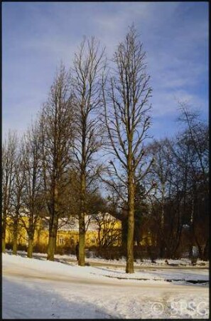 Potsdam, Park Sanssouci, Allee an Grünen Gitter im Winter.