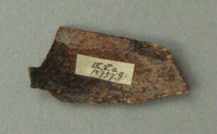 Muschelschale