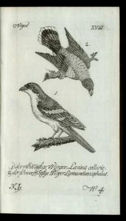 No 4. 1) der rothköpfige Würger. Lanius collurio. 2) der schwarzköpfige Würger. Lanius melanocephalus.