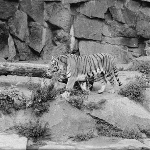 Zootiere. Sibirischer Tiger im Tierpark Berlin-Friedrichsfelde
