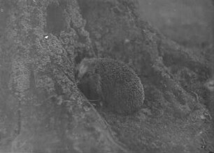 Igel : Igel (Erinaceidae) auf einem Baumstamm.