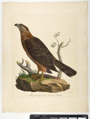 Falco palumbarius. Linn. Der iunge Stokfalke. - Stockfalke. Accipiter gentilis; annuus. - Zeichner und Stecher: Ambrosius Gabler