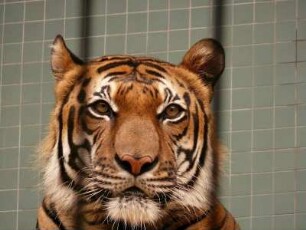 Berliner Zoo, Tiger hinter Gittern