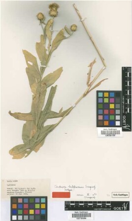 Centaurea hakkariensis Wagenitz [isotype]